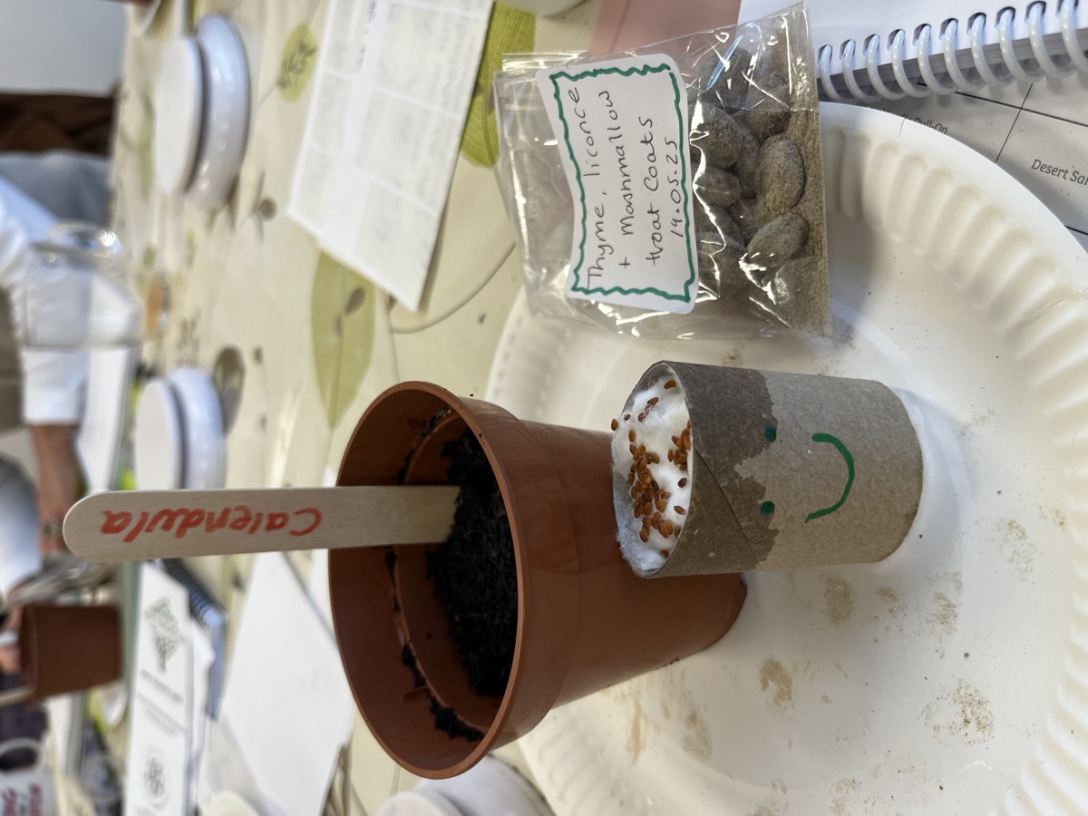 A cardboard tube sprouting with seeds, a craft activity from Ellie's Junior Herbalist Club training day, alongside a terracotta pot labelled Calendula